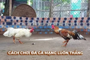 Bí Quyết Cách Chơi Đá Gà Sabong Tại 58Win Để Trở Thành Cao Thủ Thật Sự