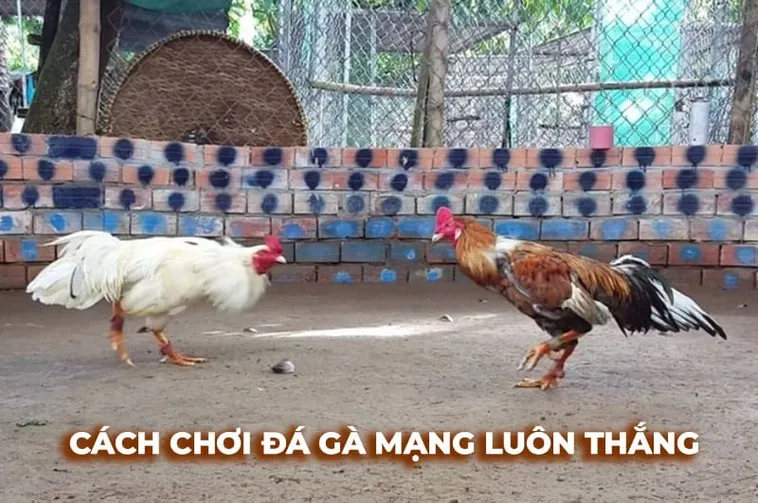 Bí Quyết Cách Chơi Đá Gà Sabong Tại 58Win Để Trở Thành Cao Thủ Thật Sự