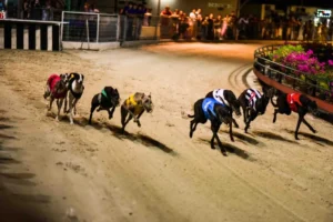 Đua Chó 58Win Hướng Dẫn Chơi Nhanh Thắng Chắc Từ Cao Thủ