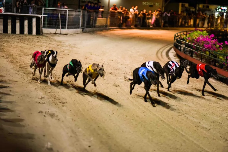 Đua Chó 58Win Hướng Dẫn Chơi Nhanh Thắng Chắc Từ Cao Thủ