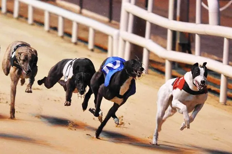 Đua Chó 58Win Hướng Dẫn Chơi Nhanh Thắng Chắc Từ Cao Thủ